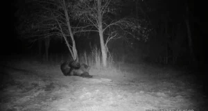 VIDEO: Karu teeb rehvijoogat