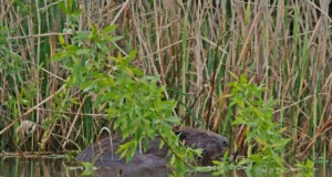 Koprajahi teemaõhtu – koprajahist vibuga