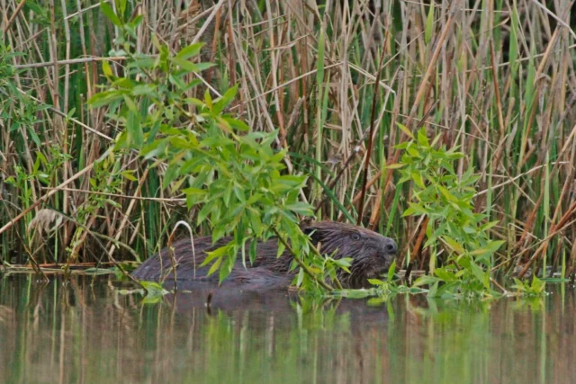 kobras - mario traks