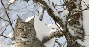 “Ilvese õhtu” Tartu Jahindusklubis