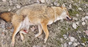 Šaakali jõudmine Hiiumaale leidis kinnitust