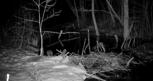 Jahimehele tekitavad saarmad muret