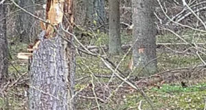 Tartumaal peesitas ilves mahalangenud puul