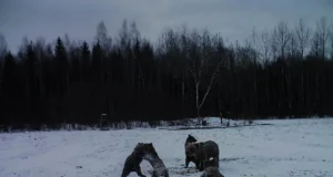 Saadjärvel toimetab emakaru 4 pojaga