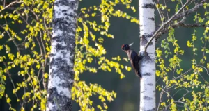 Riigimetsas algab 15. aprillil pesitsusrahu