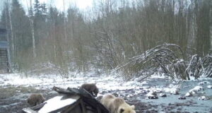 Saadjärvel said karud söödakünast jagu