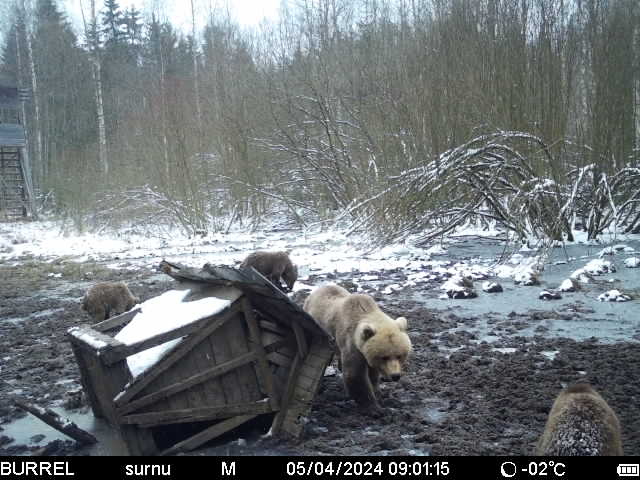 emakaru 3 poega saadjärve