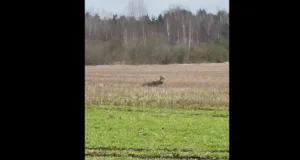 Maantee ääres toimetav hunt jäi liiklejale silma