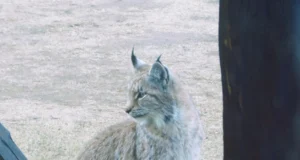 Ilves ilmutas ennast koduhoovis