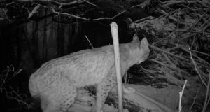 Kas ilves murdis aasta looma?