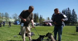 Säreveres toimub taas jahikoerte erinäitus