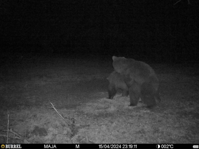 karud kõrvemaa - rauno rajasaar