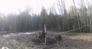 Saadjärvel toimetab veel üks karupere