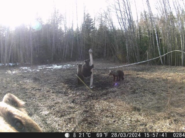 karud saadjärvel - raigo metsaste