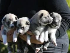 Müüa Lääne-Siberi laika kutsikad