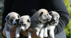 Müüa Lääne-Siberi laika kutsikad