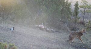 Šaakal armastab raipeid ja arbuuse ning vanausuliste külasid