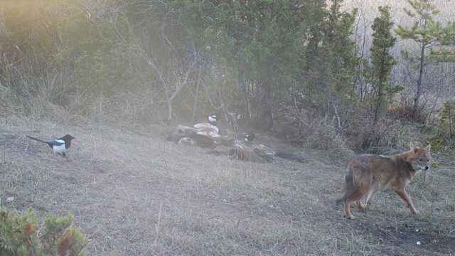 saakal pärnu veiko laev3