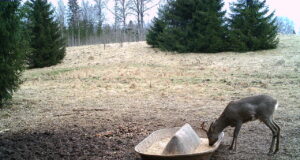 Sokkudel on sarvepuhastuse aeg taas käes