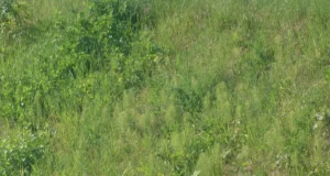 Rõuges jäi liiklejatele silma tee ääres passiv ilves