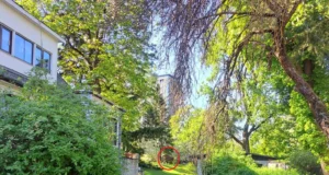 VIDEO! Emane põdramullikas seikles Tallinnas ringi