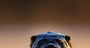 Vereta Jaht püüab kaamerasilmale lustlikku saarmast