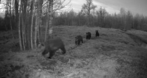 Karude elus toimuvad muutused