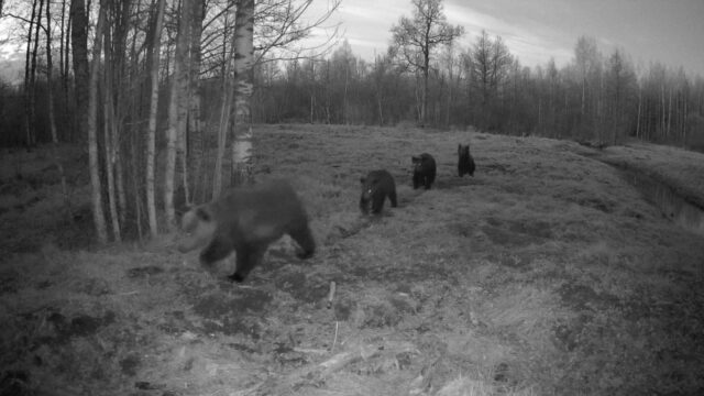 emakaru 3 pojaga - looduskalender