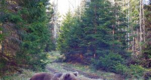 Hiiumaa karu juba ärkas