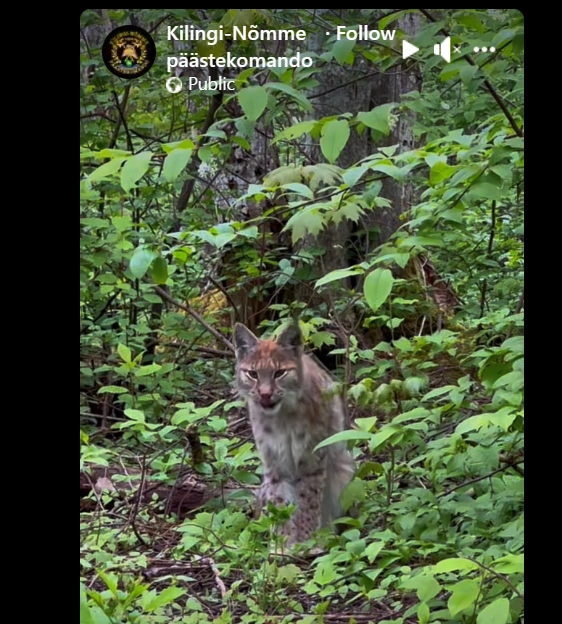 ilves kilingi.nõmme