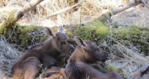 Põdravasikad on juba tragid