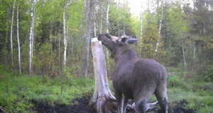 Põtradel sarved juba hargnevad