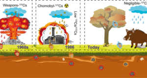 Miks Tšornobõli metssead on jätkuvalt radioaktiivsed?