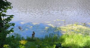 VIDEO! Sindi linnas luusib ringi ilves