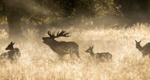Punahirvi kütitakse Eestis sama palju kui põtru