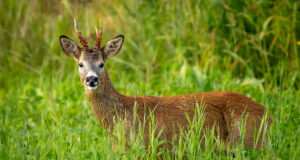 Metskitse vanuse määramine