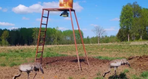 PILTUUDIS: Sookured tulid soolakule koos perelisaga