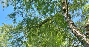 Kuldnoka pesakasti katus vajab remonti