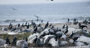 Kalavarude kaitseks teostasid kalurid kormoranide munade õlitamise