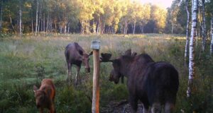 PILTUUDIS: Põdrapere soolakul