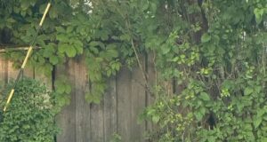 Järva-Jaanis nähti ilvest liikumas