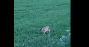 Sokujahil tuli ilves end näitama