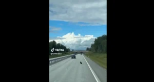 Karupoeg eksles Tallinn-Tartu maanteel