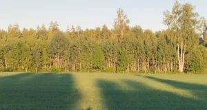 Kongutas tuli sokujahil välja hoopis ilves