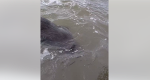 Hiiumaa kalurid leidsid Väinamerest midagi veidrat