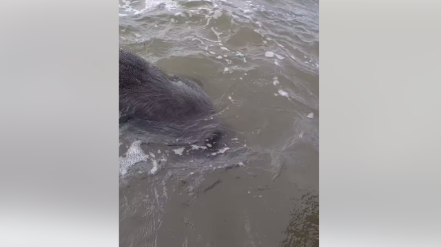 metssiga väinameres