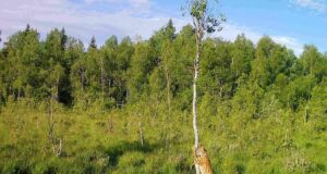 Rajakaamera salvestas uhke ilvese