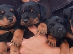 Müüa Saksa jahiterjeri kutsikad