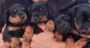 Müüa Saksa jahiterjeri kutsikad