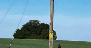 Noor pruunkaru tahab suvilasse elama asuda